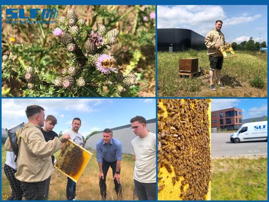 Blühwiese und Bienenvolk